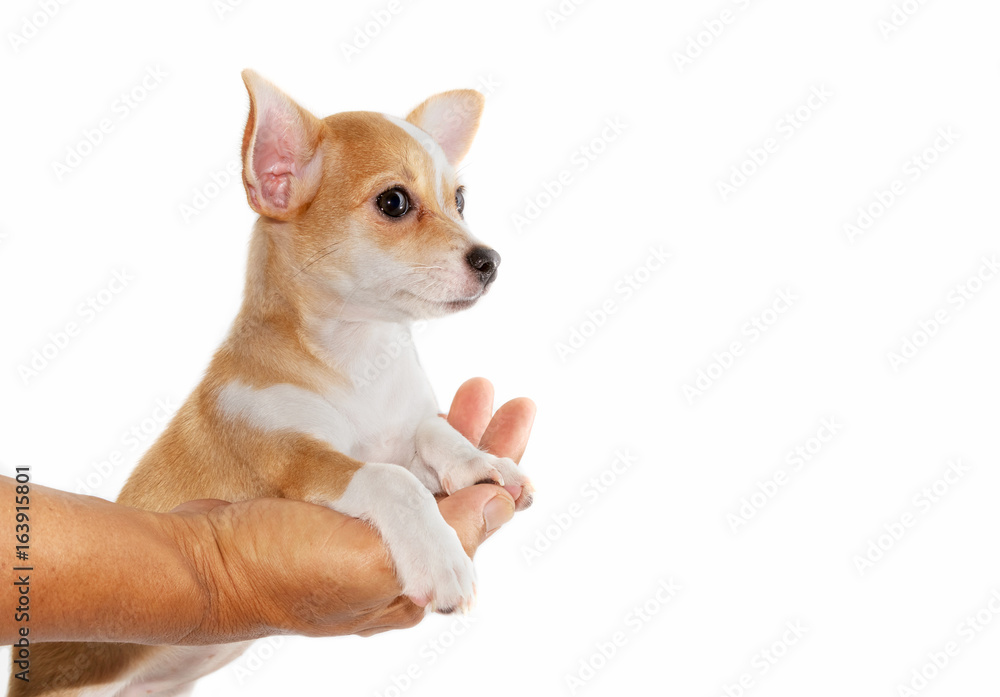 Cute chihuahua puppy relax and lying down on hand
