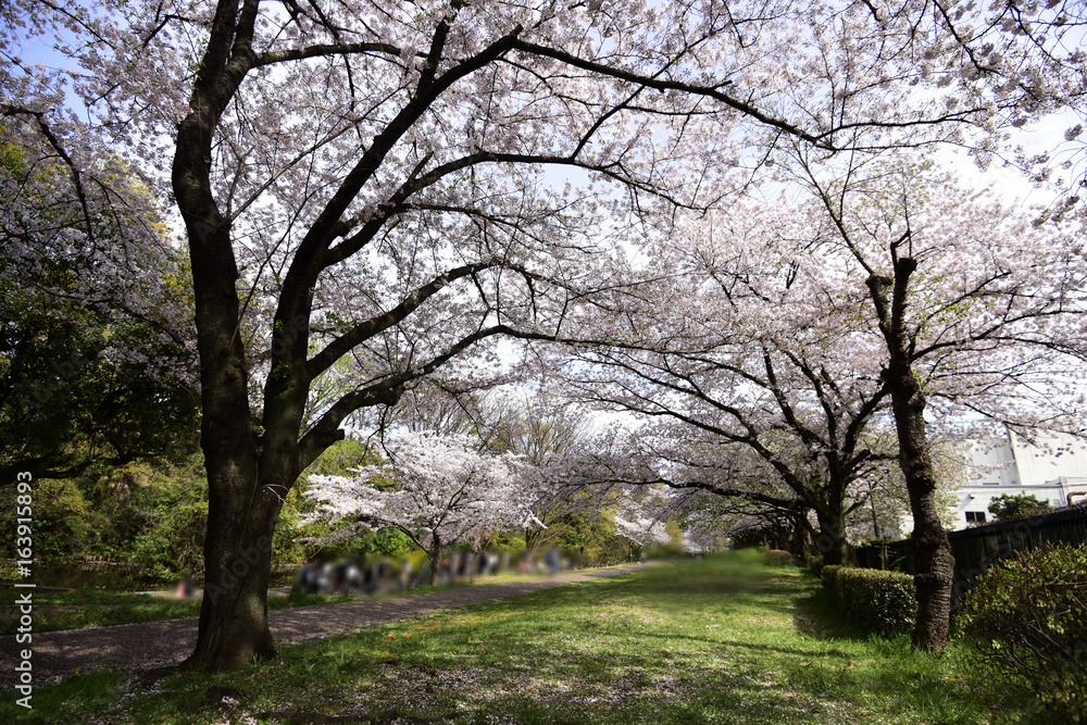 Japan Sakura flower park or cherry blossom full bloom in spring season . Japan Sakura flower park or cherry blossom full bloom in spring season .