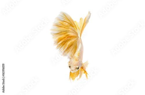 Moving moment of gold siamese fighting fish isolated on white background