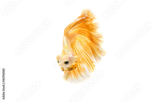 Moving moment of gold siamese fighting fish isolated on white background