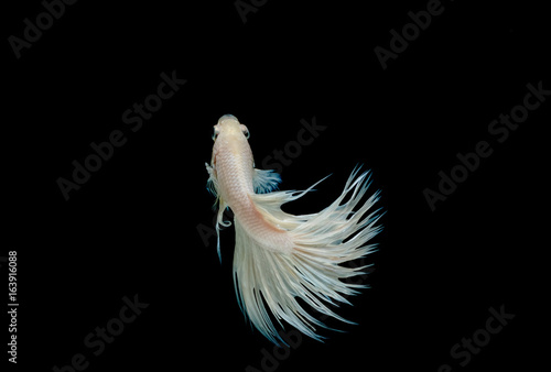 Crown tail fighting fish,siamese fighting fish isolated on black