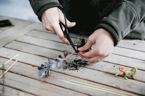 Woman's hand cutting succulent cuttings on wooden table