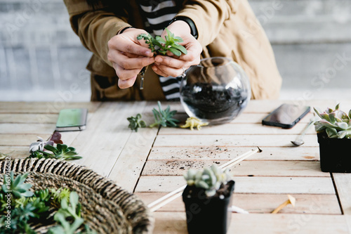 Woman's hand holding succulent cuttings with terrarium on wooden table