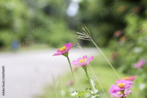 Zinnia pink bloom at the roadside on blurred background