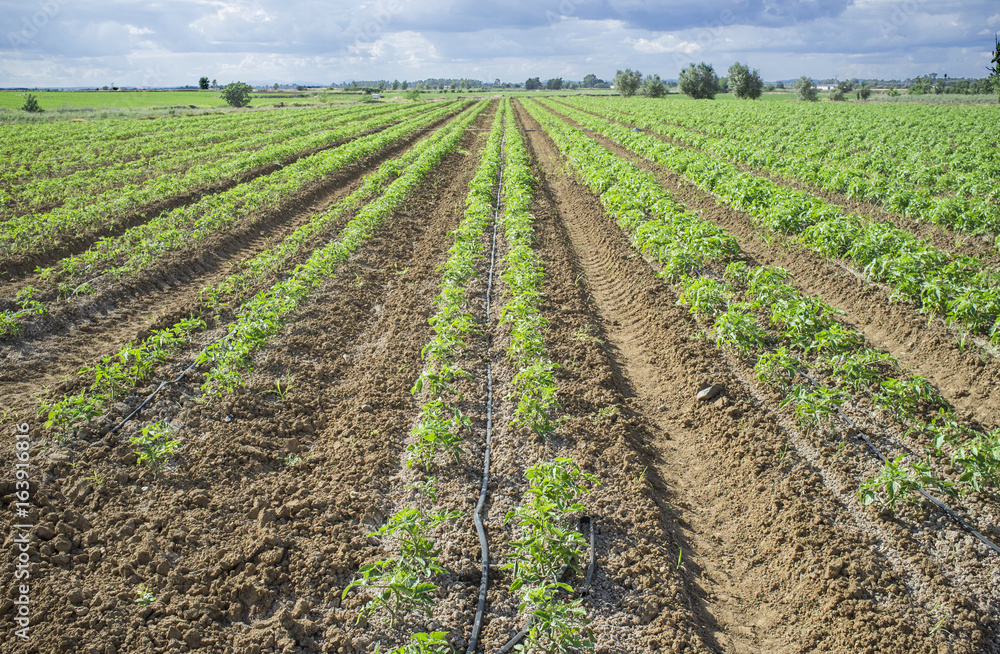 Young tomato plants planted in two lines each furrow