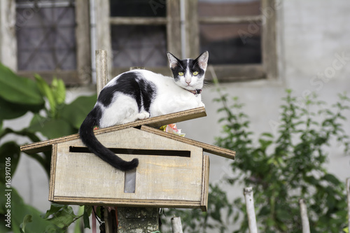 Cats with white and black hair Lie on the mailbox at home.