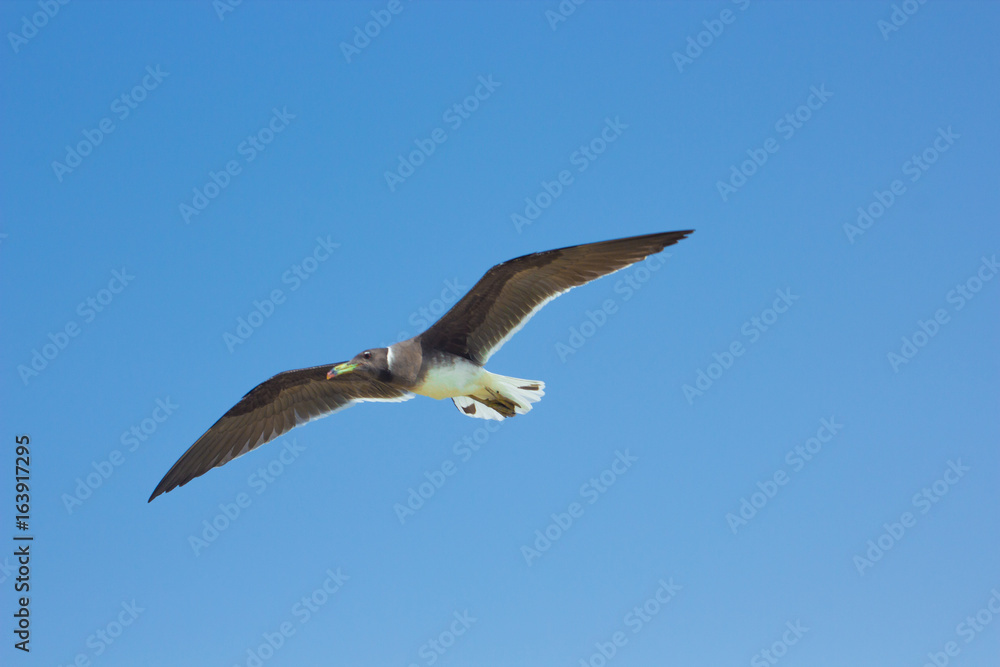 Seagulls flying and Fishing by the sea side with the background of the ocean and the blue sky Seagulls flying and Fishing by the sea side with the background of the ocean and the blue sky
