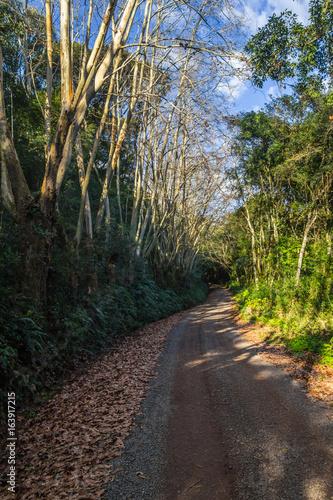 Dirty road with dry leaves in winter, Vale dos Vinhedos valley