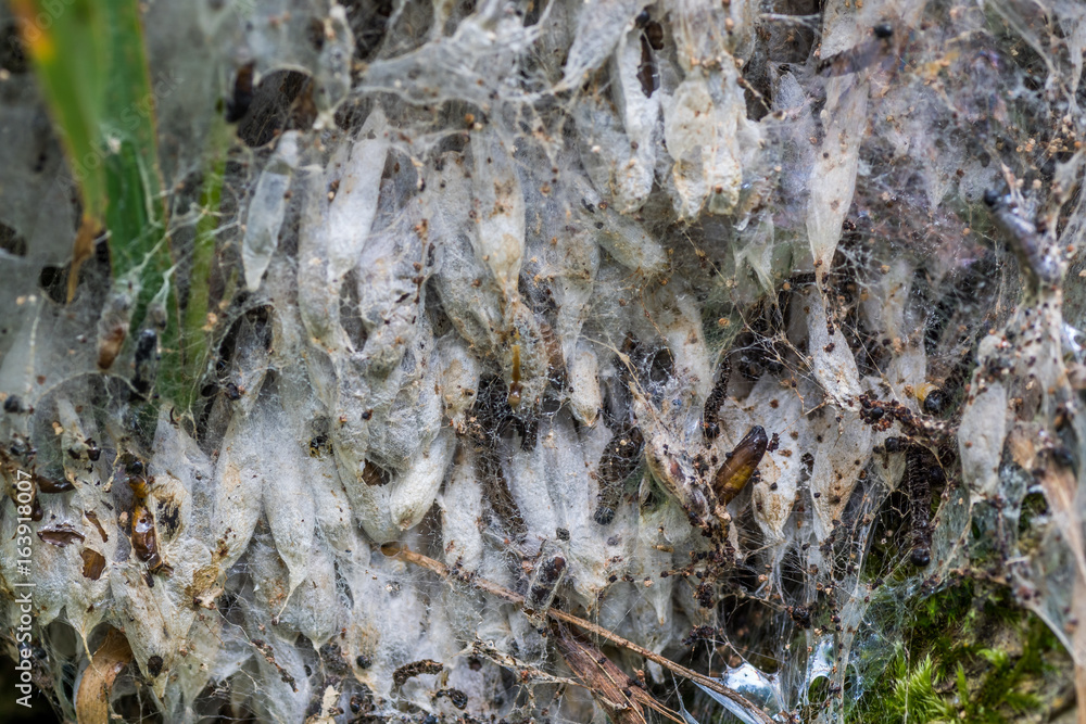 Ermine moth chrysalis group. Ermine moth chrysalis group.
