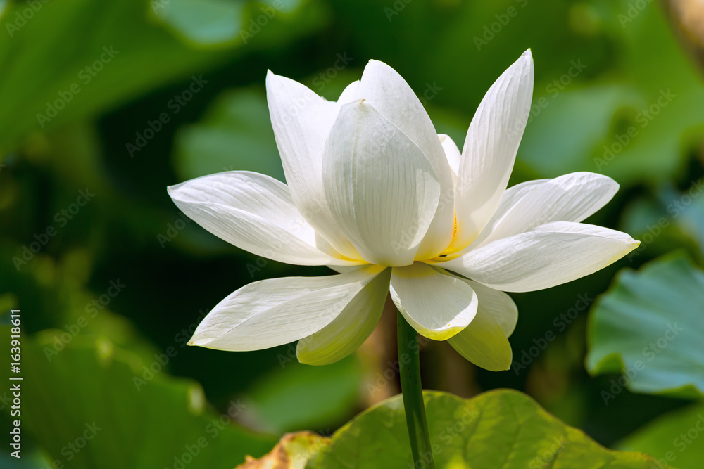 The Lotus Flower.Background is the lotus leaf.The place of shooting  Kamakura City, Kanagawa Prefecture, Japan.