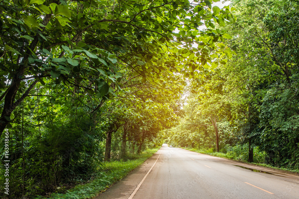 Landscape of road around the tunnel trees in countryside green forest, nature street of Thailand Landscape of road around the tunnel trees in countryside green forest, nature street of Thailand