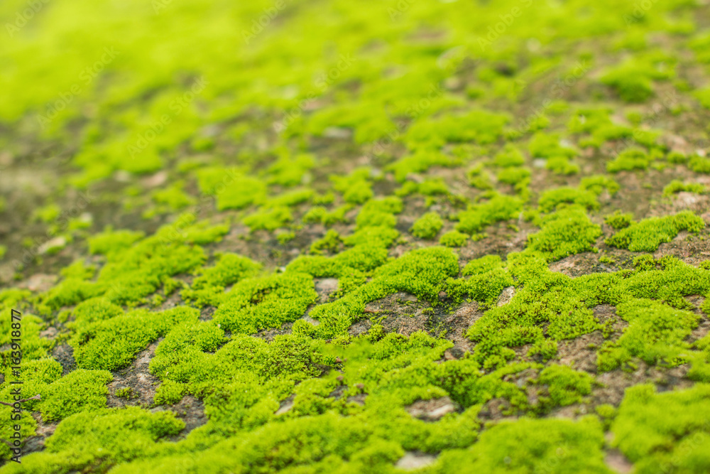 close up of green moss on old cement floor background texture