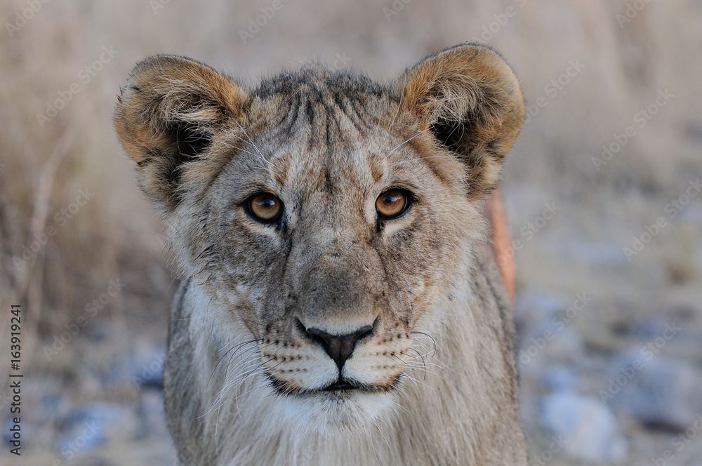 Fototapeta premium Neugieriger junger Löwe, Portrait, Etosha Nationalpark, Namibia