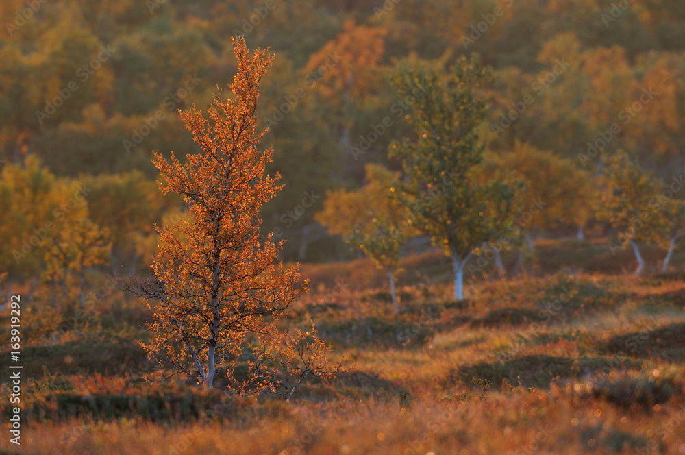 Fototapeta premium Fjellbirken im Herbst, Flatruet, Schweden
