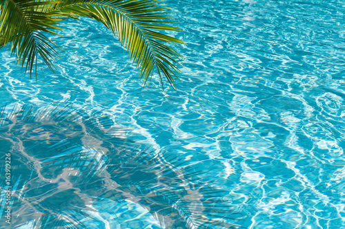 palme am swimming pool, sommer hintergrund © winyu