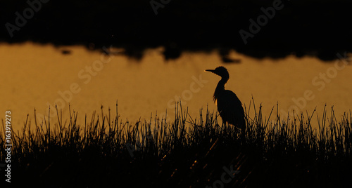 Kuhreiher an Wasserstelle bei Sonnenuntergang, Etosha Nationalpark, Namibia photo