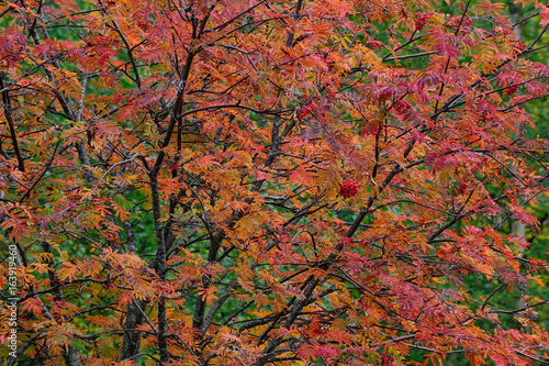 Eberesche im Herbst, Detail, Schweden © Photohunter
