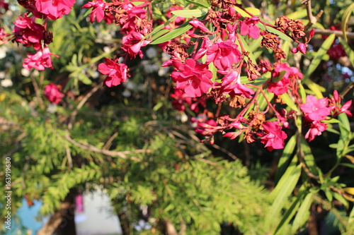 Wallpaper Mural Beautiful exotic garden, pexotic plants, garde, exotic, green, flowers, plants, nature,  fantastic, sunny,  Torontodigital.ca