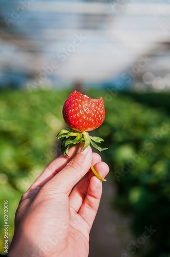 Bitten strawberry, Strawberry farm