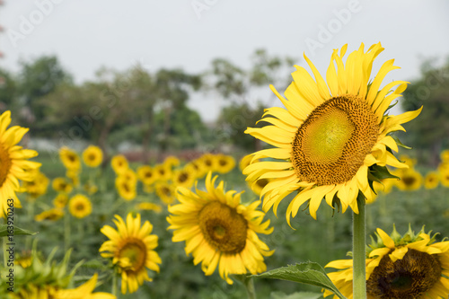 Beautiful yellow sunflower in the farm background