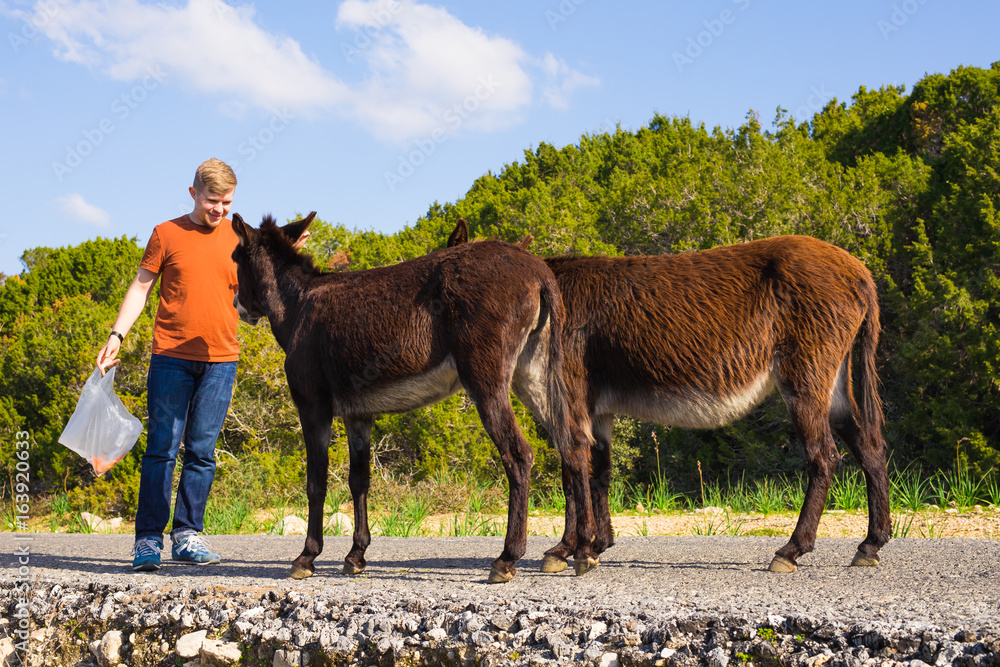 Fototapeta premium Young man playing and feed wild donkeys, Cyprus, Karpaz National Park Wild Donkey Protection Area.
