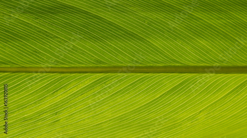 Green leaf background