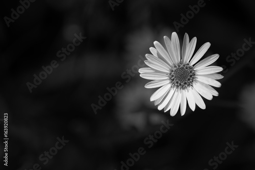 Single Flower: Monochrome