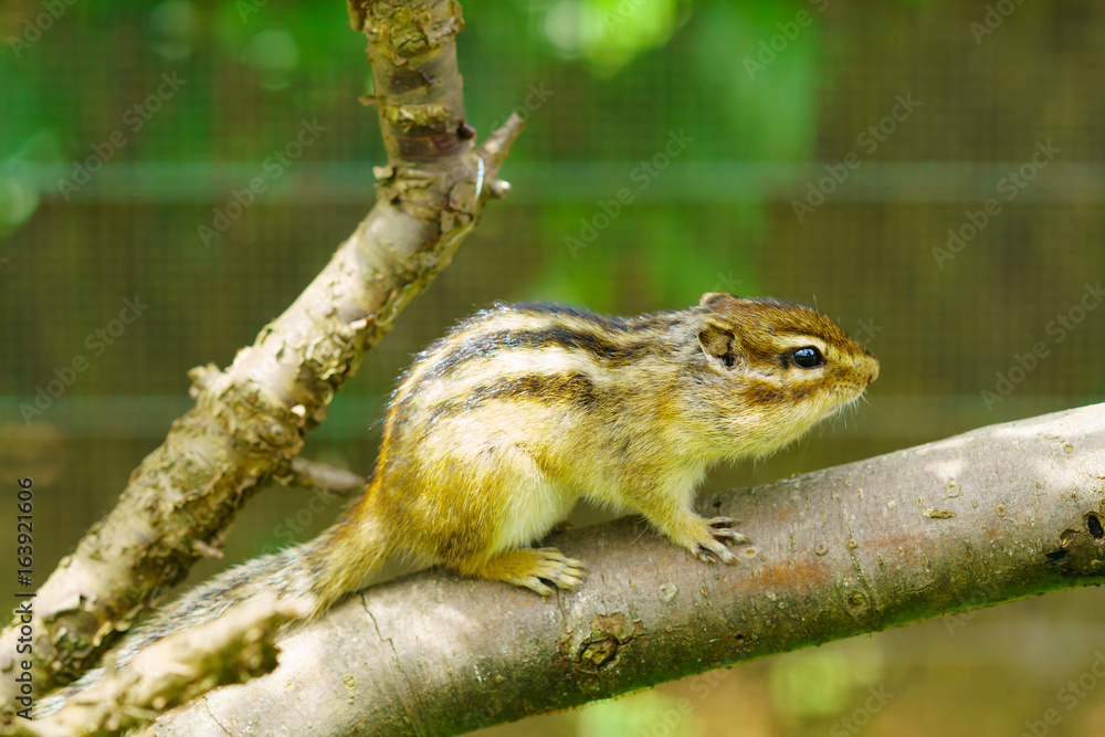 Obraz premium りす物語