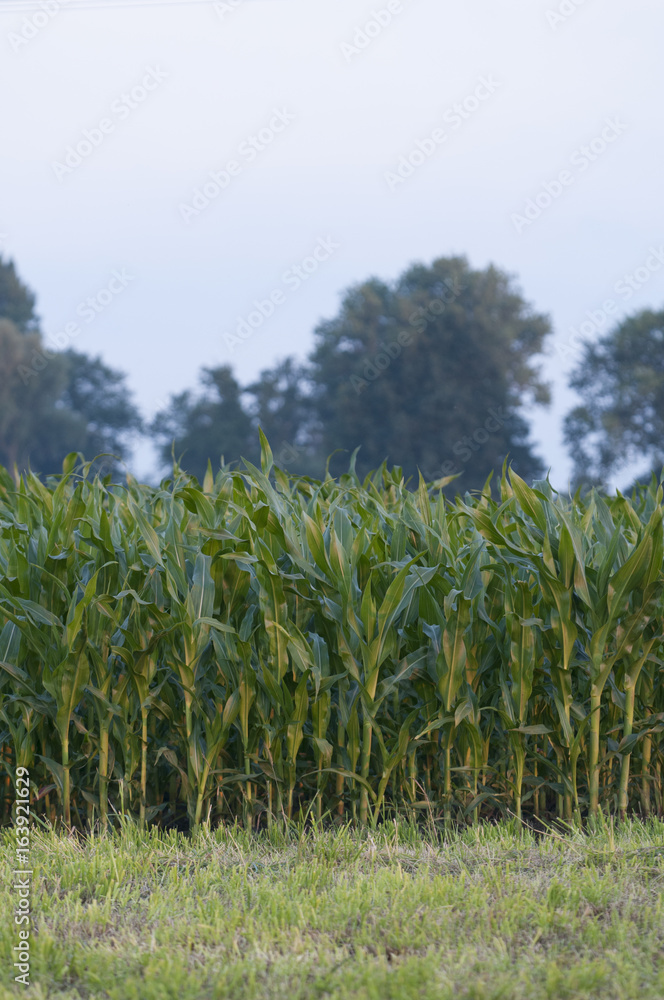 Obraz premium Green field with corn 