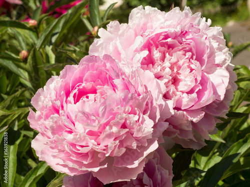 Fototapeta Naklejka Na Ścianę i Meble -  Macro image of two big Bud lush pink peony flower