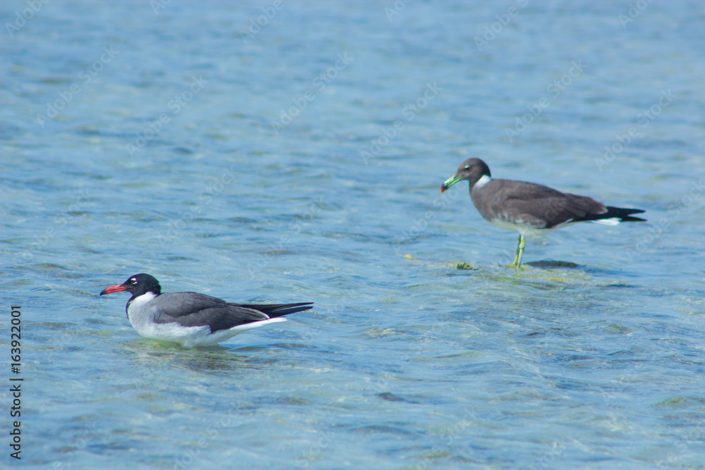 Seagulls flying and Fishing by the sea side with the background of the ocean and the blue sky Seagulls flying and Fishing by the sea side with the background of the ocean and the blue sky