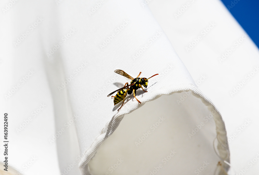 Naklejka premium Close-up wasp