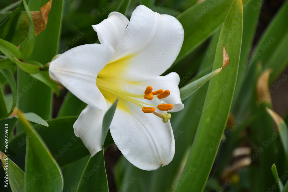 White lily flower (LAT. Lílium candídum) White lily flower (LAT. Lílium candídum)