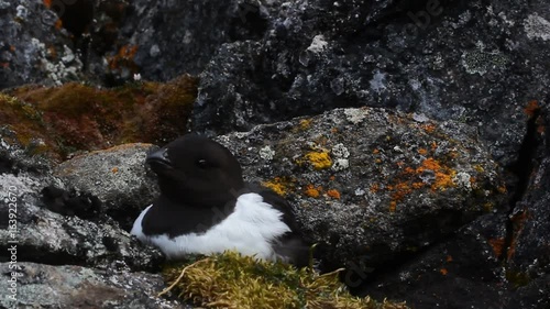 Sea birds of high Arctic (the North). Little auk special subspecies (Alle alle polaris), Franz-Josef Land
 photo