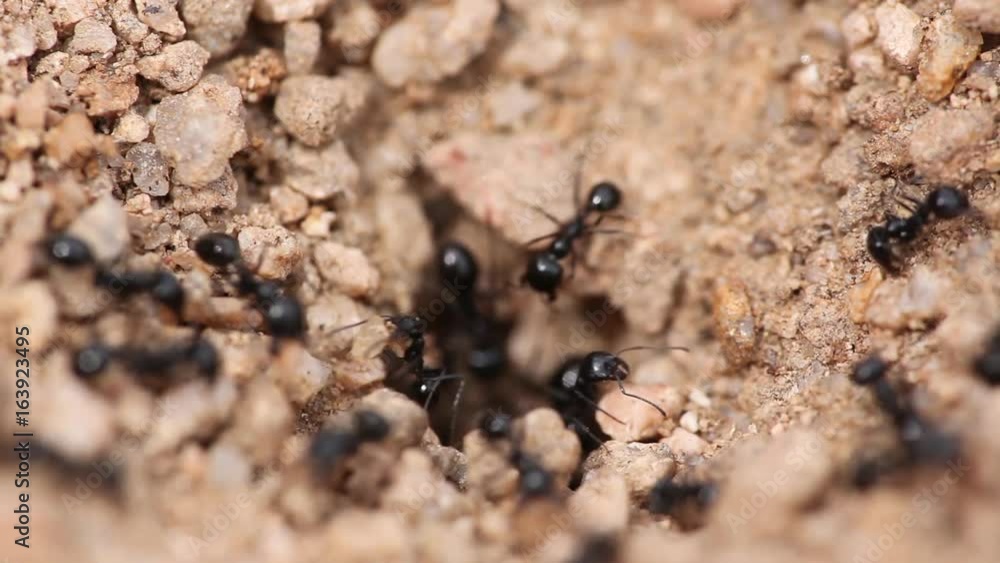 Black Ants in Desert Black Ants in Desert