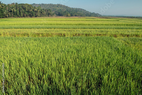 rice on field