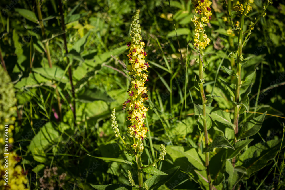 Fototapeta premium bees at work on a mullein