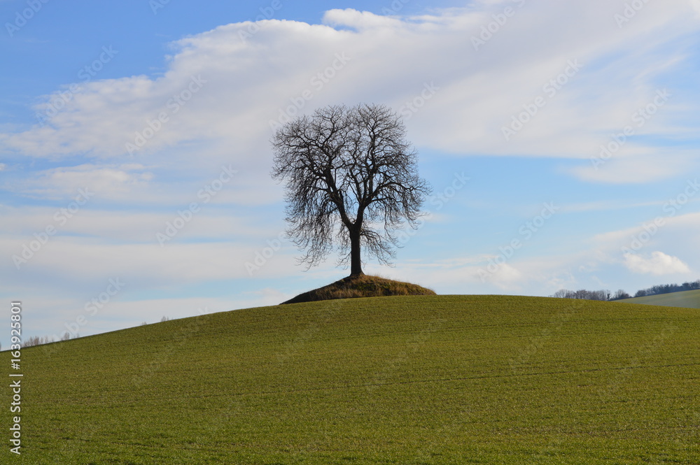 Fototapeta premium Arbre Solitaire
