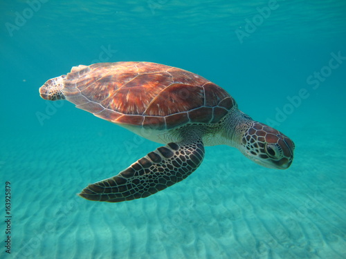 tortue marine sea turtle marsa alam