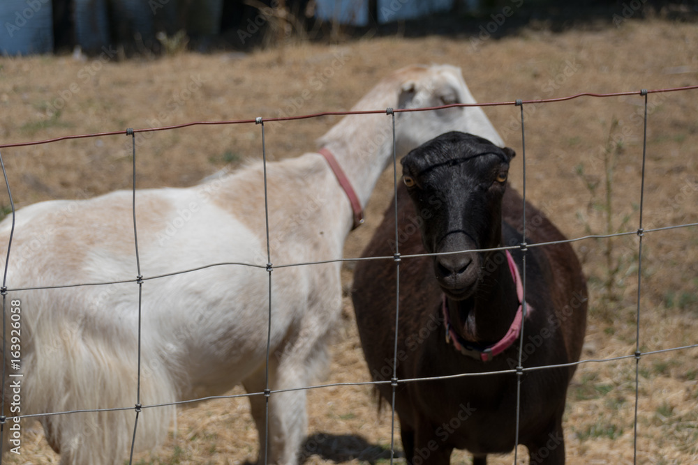 Fototapeta premium Two Goats