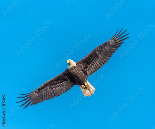 Bald Eagle in flight against blue sky © Nick