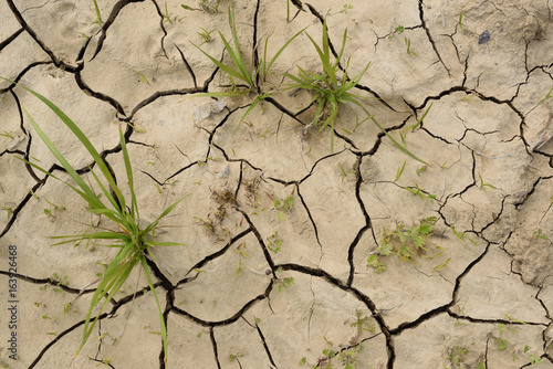 Grass shoots on cracked dry soil. Concept of drought