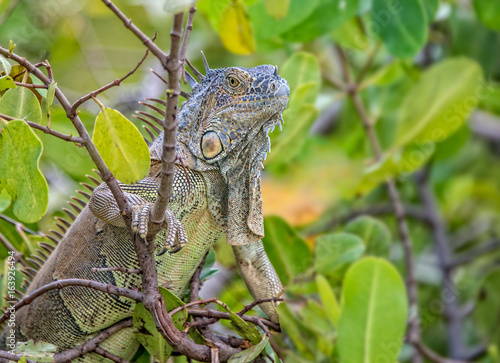 Iguana on a tree photo