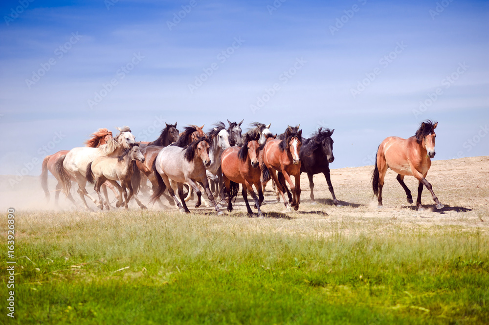 Obraz premium A herd of young horses running very quickly