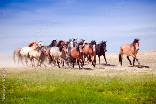 A herd of young horses running very quickly © Sergio