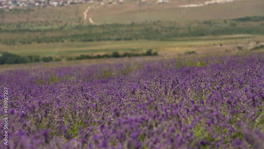 fields of blooming lavender flowers fields of blooming lavender flowers