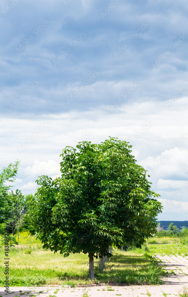 Obraz premium City Park