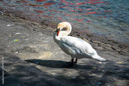 White Swan
