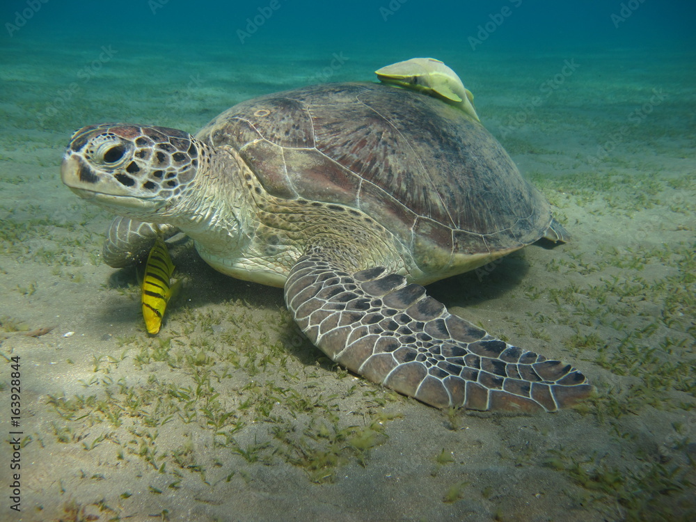 Fototapeta premium tortue marine sea turtle marsa alam