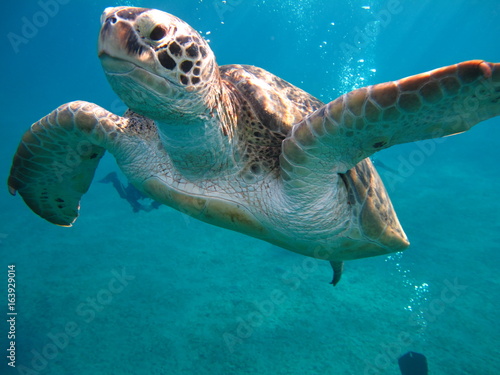 tortue marine sea turtle marsa alam © polpol01